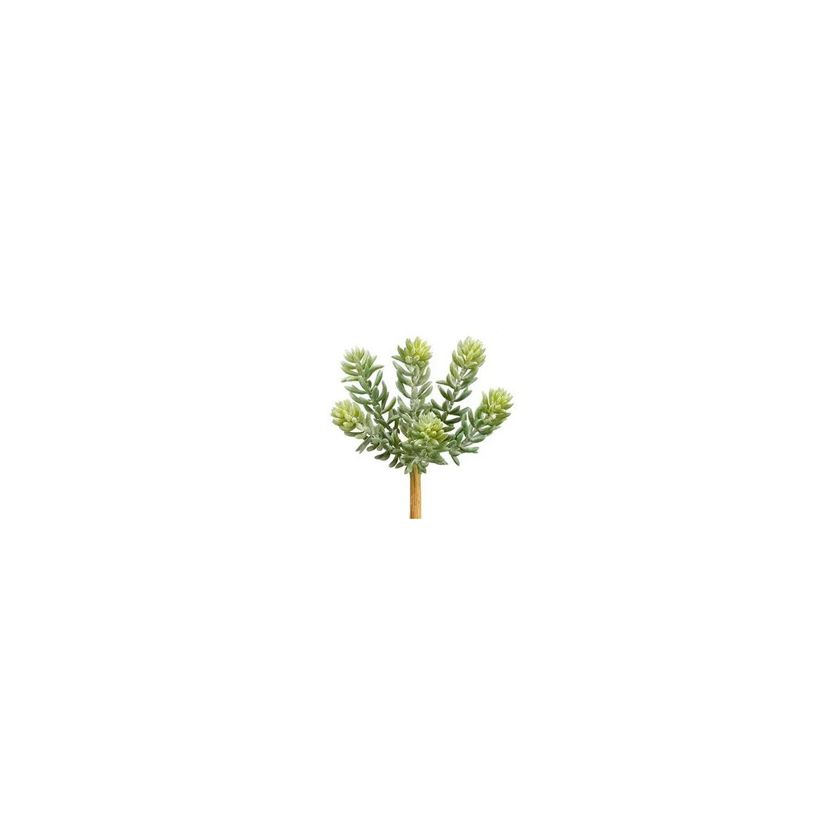 Soft Sedum Pick