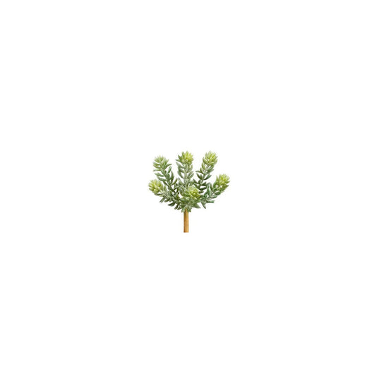 Soft Sedum Pick