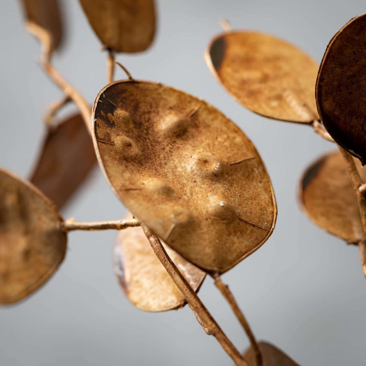 Faux Dried Brown Linaria Spray