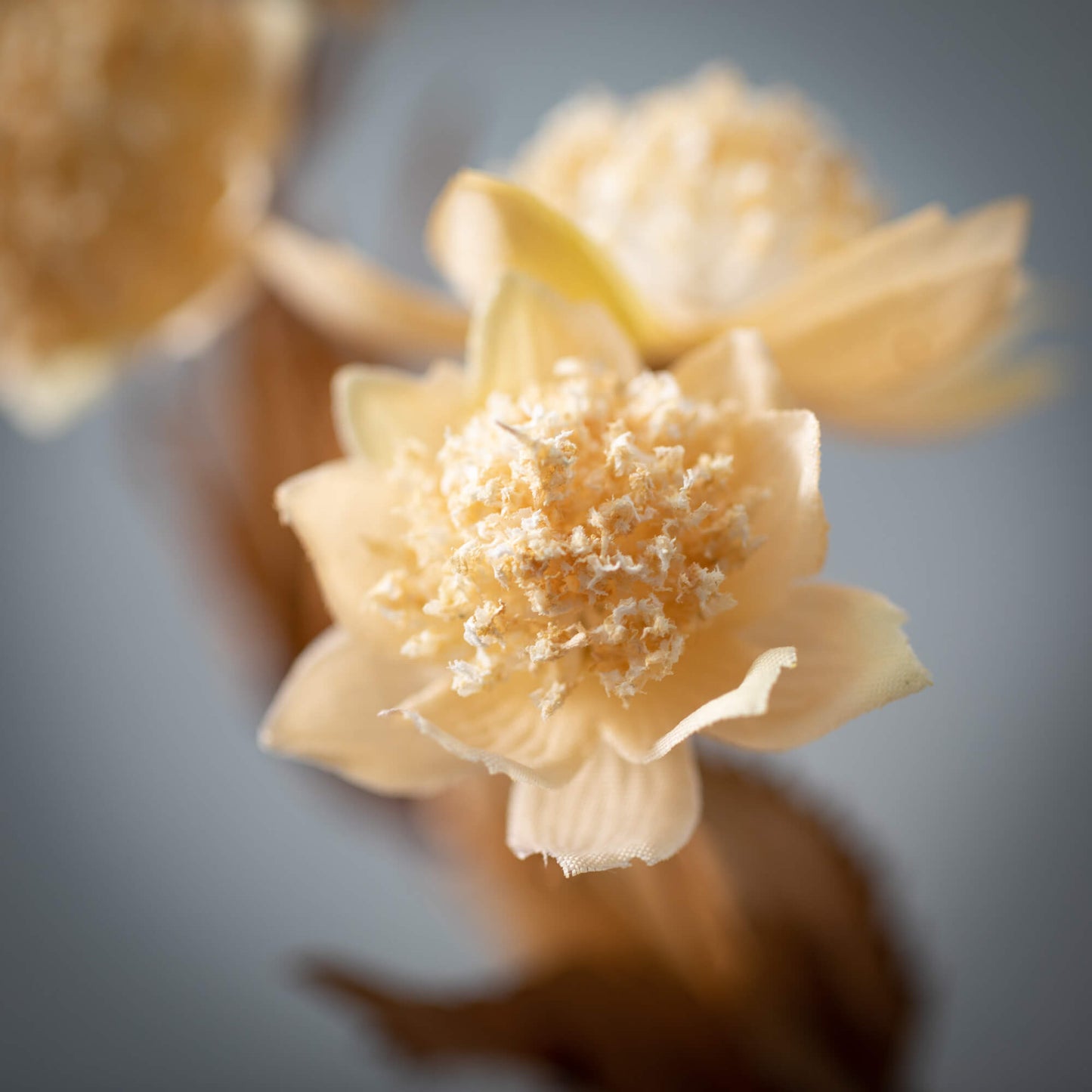 Cream Clover spray