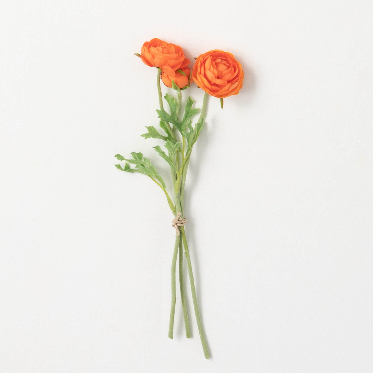 Orange Ranunculus