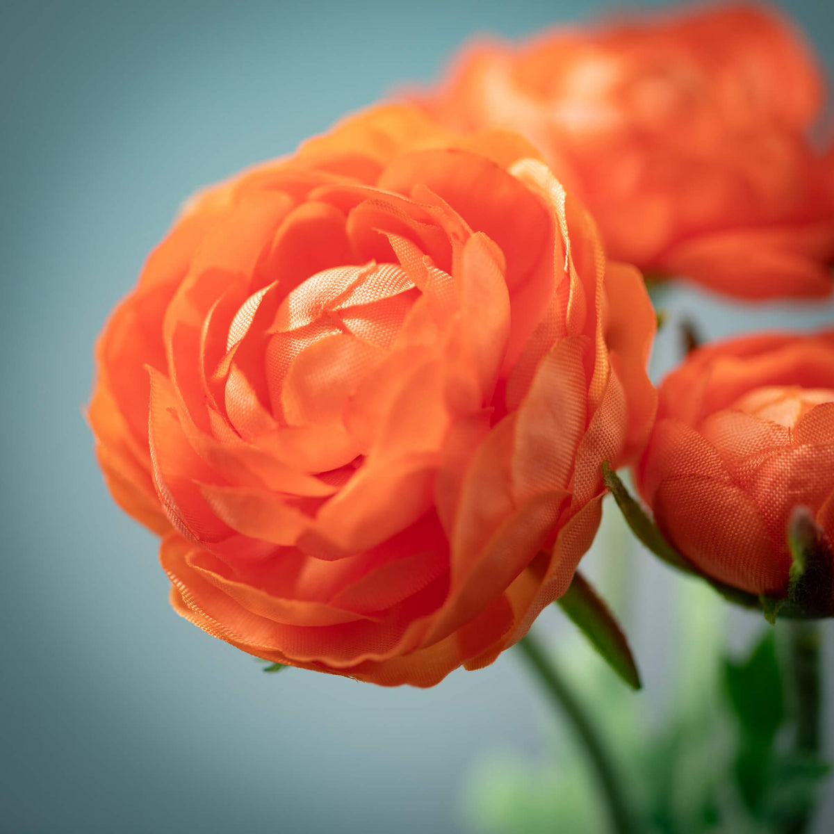 Orange Ranunculus